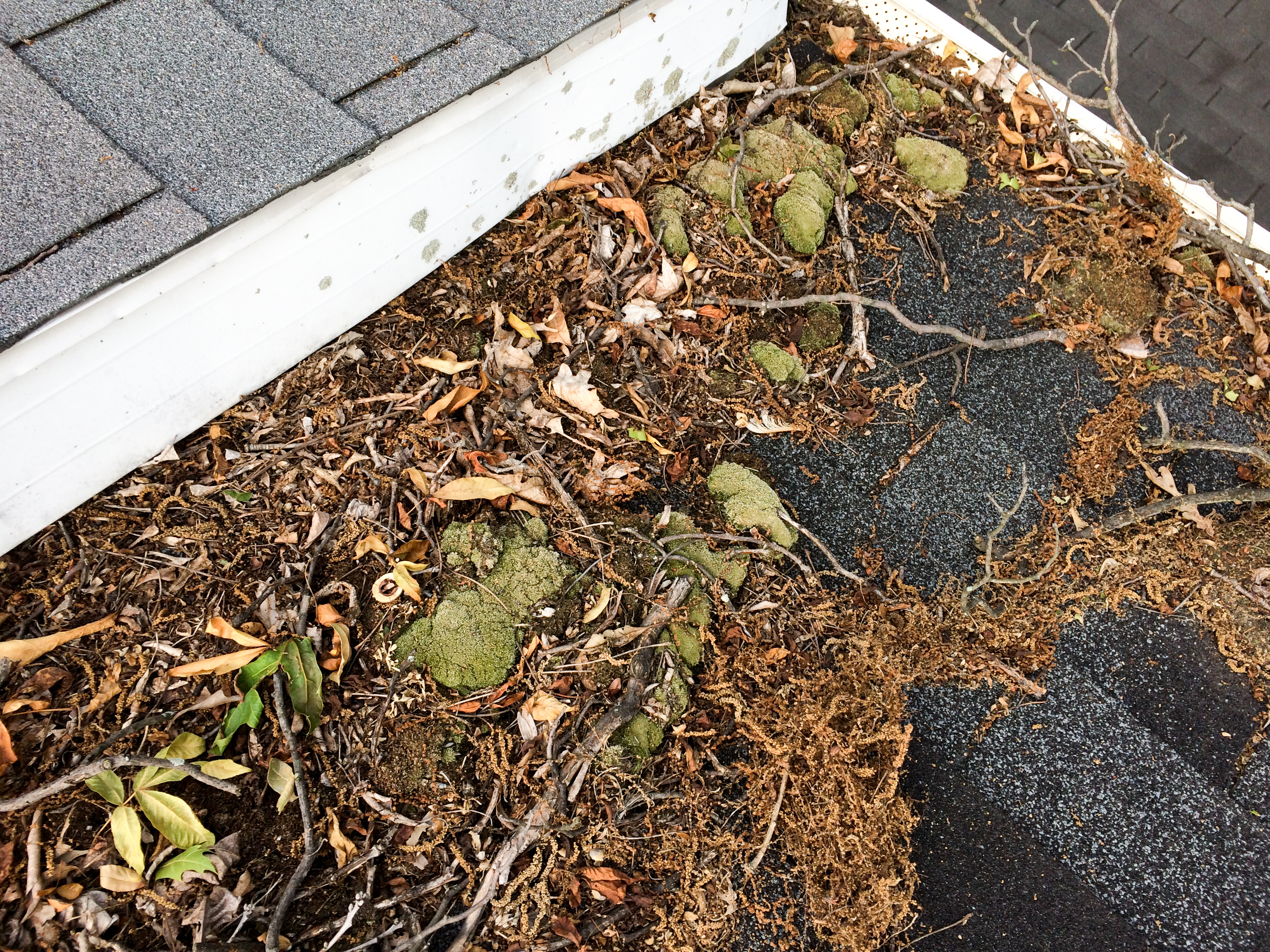 Leaves on a rooftop with shingles and a clogged gutter from debris